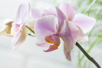 Fototapeta na wymiar Pink Phalaenopsis or Orchid flower.