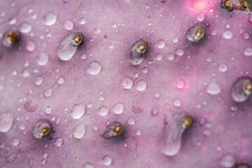 water drops on opuntia violacea in Phoenix, Arizona