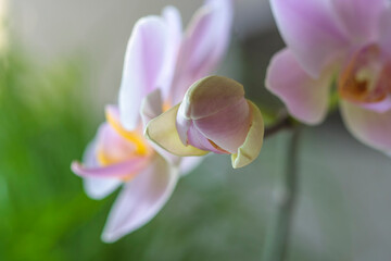 Fototapeta premium Pink Phalaenopsis or Orchid flower.