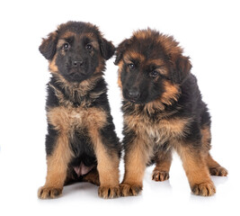 puppies german shepherd