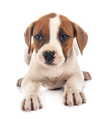 puppy american bulldog