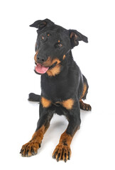 beauceron in studio