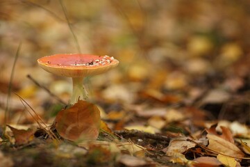 Toadstool in the autumn forest among fallen leaves and grasses, close-up, copy space
