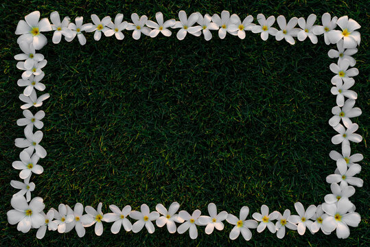 Rectangle floral borders on green grass background. White plumera flower. 