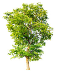 Large trees with edible fruits are completely separated from the white background.