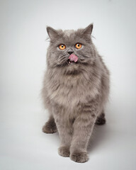 Fototapeta na wymiar Persian cat is licking. Persian cat sticks out its tongue like a human. the cat seemed to be greeting with its tongue sticking out. cat expression is funny, like mocking.