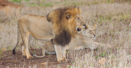 Lion Couple at Dawn
