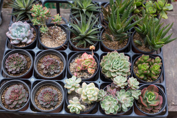 top view of various types of succulents plant pot.