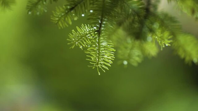 Wet fresh green pine tree needles. It is raining.