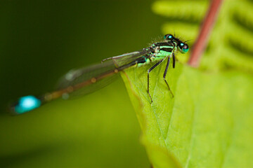 A blue tailed damselfly (Ischnura elegans) standing on a leaf (macro lens, close up)