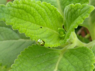 green bug on green leaf