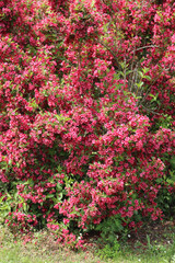 Weigelia bush in bloom with beautiful pink flowers in the garden on springtime on a sunny day