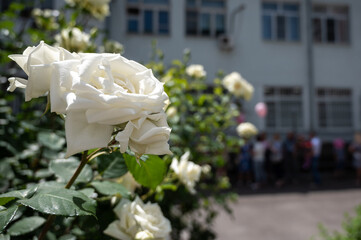 green bush with beautiful buds of white roses in a city park. landscaping urban space, landscape design