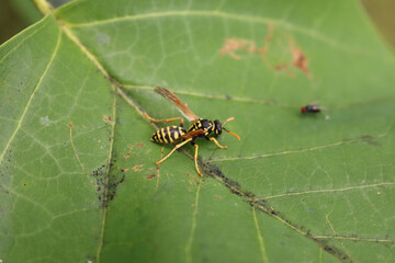 European paper wasp on a green leaf. Polistes dominula insect of  Wasp family in the garden