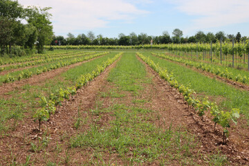 Fototapeta na wymiar Young green Vine plants growing in the field on a sunny day. Cultivated Vitis vinifera 