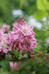 Close-up of Deutzia Tourbillon Rouge pink flowers. Deutzia bush in bloom