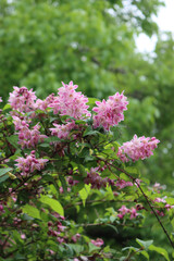 Close-up of Deutzia Tourbillon Rouge pink flowers. Deutzia bush in bloom