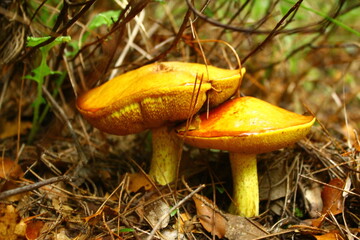 Natural mushrooms in the forest 