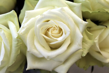 rosales, blume, weiß, gelb, natur, liebe, rosales, blumenstrauss, schönheit, blume, makro, hochzeit, pflanze, schön, aufblühen, romantisch-, blütenblätter, flora, floral, blühen, valentin, close up, 