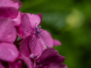 濡れた紫陽花の花