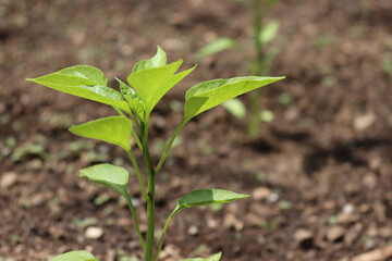 Pepper plant growing in the vegetable garden on springtime on a sunny day. Cultivated Capsicum Annum plant