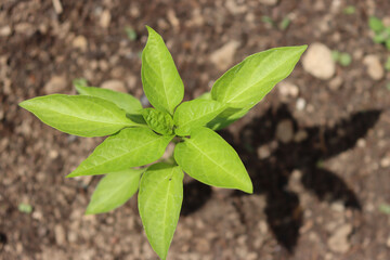 Pepper plant growing in the vegetable garden on springtime on a sunny day. Cultivated Capsicum Annum plant