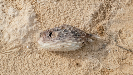 dead globefish; blowfish; puffer fish on sand beach ground floor