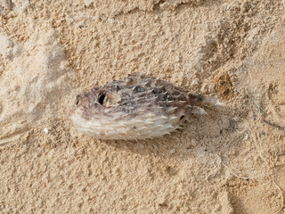 dead globefish; blowfish; puffer fish on sand beach ground floor