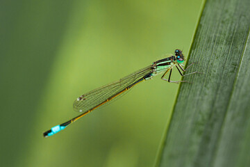 A close up image of a blue tailed damselfly (Ischnura elegans) on a green leaf