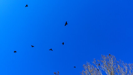 Flock of birds flying in the classic blue sky. Abstract background. Space for text.