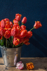 bucket of red tulips on a wooden table on a dark background
