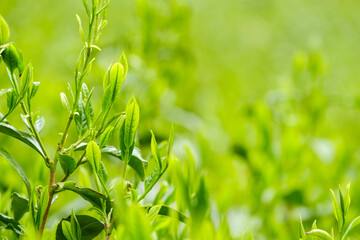 新緑の茶畑　一番茶　新茶　京都府和束町