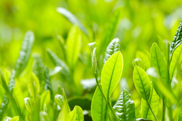 Obraz premium 新緑の茶畑 一番茶 新茶 京都府和束町