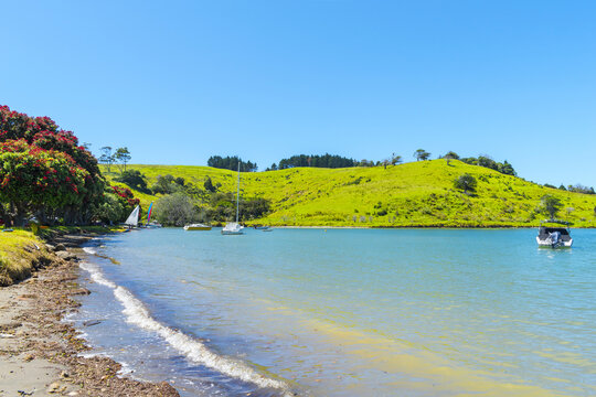 Panoramic View Of Campbells Beach Matakana, Tawharanui Peninsula, Auckland New Zealand