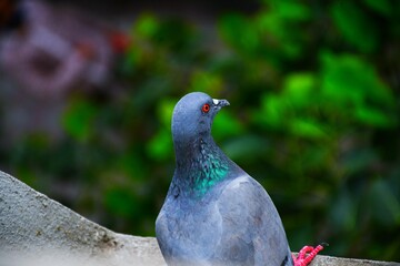 Domestic pigeons / feral pigeon (Gujarat - India) flock in flight against blue sky
Domestic pigeons / feral pigeon, Birds flying in the sky
