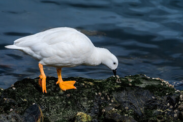 Male of Kelp Goose (Chloephaga hybrida) on lagoon in Ushuaia, Land of Fire (Tierra del Fuego), Argentina