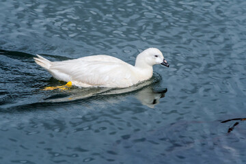 Male of Kelp Goose (Chloephaga hybrida) on lagoon in Ushuaia, Land of Fire (Tierra del Fuego), Argentina