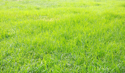 Green lawn texture background on field.