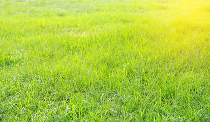 Obraz na płótnie Canvas Green grass texture background with sunlight