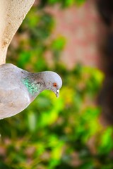 Domestic pigeons / feral pigeon (Gujarat - India) flock in flight against blue sky
Domestic pigeons / feral pigeon, Birds flying in the sky
