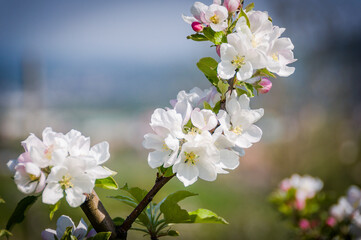 Baselland, Apfelblüte, Apfelbaum, Blüte, Kernobstgewächse,  Rosengewächse, Obstbaum, Landwirtschaft, Frühling, Frühlingsgefühle, Schweiz