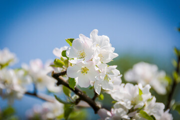 Baselland, Apfelblüte, Apfelbaum, Blüte, Kernobstgewächse,  Rosengewächse, Obstbaum, Landwirtschaft, Frühling, Frühlingsgefühle, Schweiz