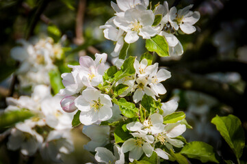 Baselland, Apfelblüte, Apfelbaum, Blüte, Kernobstgewächse,  Rosengewächse, Obstbaum, Landwirtschaft, Frühling, Frühlingsgefühle, Schweiz