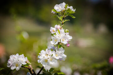 Baselland, Apfelblüte, Apfelbaum, Blüte, Kernobstgewächse,  Rosengewächse, Obstbaum, Landwirtschaft, Frühling, Frühlingsgefühle, Schweiz