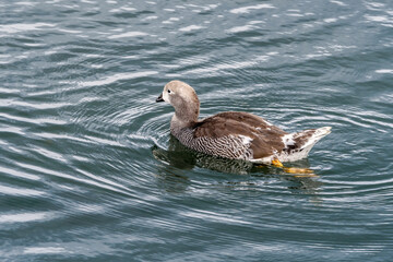 Kelp Goose (Chloephaga hybrida) male gosling on lagoon in Ushuaia, Land of Fire (Tierra del Fuego), Argentina