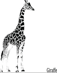 Naklejka premium beautiful black and white giraffe with a long neck isolated on white background