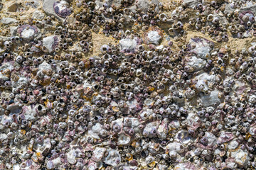 Barnacles on the concrete surface near the beach.