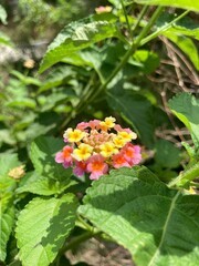butterfly on yellow flower