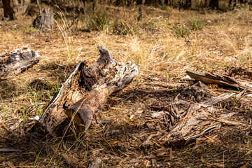 Naklejka na ściany i meble A forest in the Grampians National Park in Victoria, Australia.