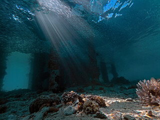 Fish school arround the sunbeam under the jetty